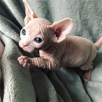 Prachtige Sphynx-kittens - 0