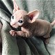 Prachtige Sphynx-kittens - 0 - Thumbnail