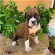 Geweldige Boxer Puppies te koop - 0 - Thumbnail