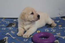Zoete Labrador-puppy's