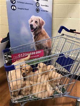 Akc Golden Retrievers beschikbaar - 2