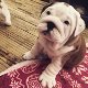 Leuke Engelse Bulldog-puppy's beschikbaar - 0 - Thumbnail