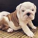 Leuke Engelse Bulldog-puppy's beschikbaar - 2 - Thumbnail