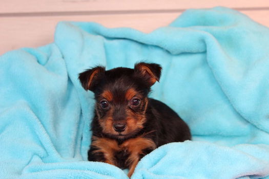 Leuke en schattige raszuivere Yorkies - 0