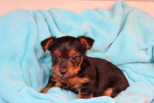 Leuke en schattige raszuivere Yorkies - 1