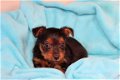 Leuke en schattige raszuivere Yorkies - 2 - Thumbnail