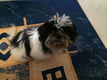 Shih Tzu-puppy's van zuiver ras - 0 - Thumbnail