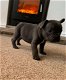 Home grootbrengen van Franse Bulldog-puppy's - 0 - Thumbnail