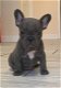 Home grootbrengen van Franse Bulldog-puppy's - 1 - Thumbnail