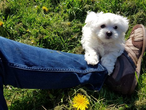 Prachtige Maltese puppy's beschikbaar - 0
