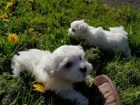 Prachtige Maltese puppy's beschikbaar - 1