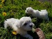Prachtige Maltese puppy's beschikbaar - 1 - Thumbnail