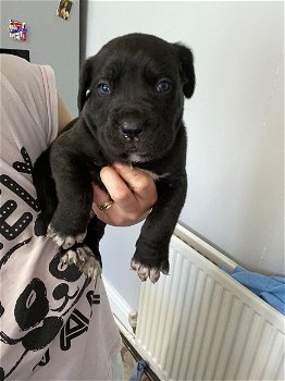 Cane Corso-puppy's - 1