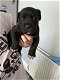 Cane Corso-puppy's - 1 - Thumbnail