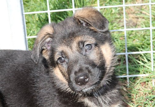 Duitse herder pups - 1