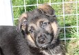 Duitse herder pups - 1 - Thumbnail