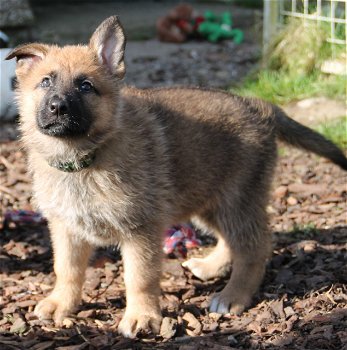 Duitse herder pups - 3