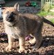 Duitse herder pups - 3 - Thumbnail