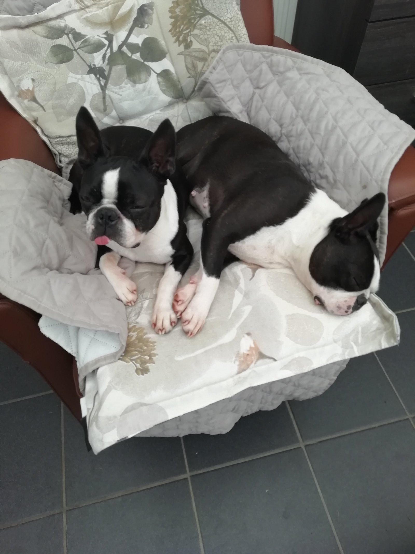 PUPS-OPLICHTERS! - nr. 1
