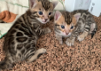 Schattige Bengaalse kittens - 0 - Thumbnail