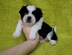 Mooie Shih Tzu pups voor goed thuis - 1 - Thumbnail