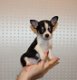 Mooie Chihuahua puppy's voor goed huis - 0 - Thumbnail