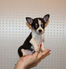 Mooie Chihuahua puppy's voor goed huis