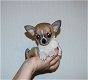Mooie Chihuahua puppy's voor goed huis - 1 - Thumbnail