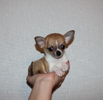 Mooie Chihuahua puppy's voor goed huis - 2