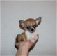 Mooie Chihuahua puppy's voor goed huis - 2 - Thumbnail