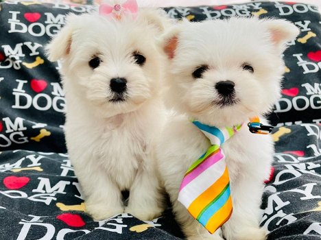 Mooie Maltese puppy's voor goed huis - 0