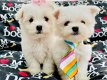 Mooie Maltese puppy's voor goed huis - 0 - Thumbnail