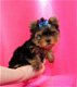 Mooie Yorkie pups voor goed thuis - 0 - Thumbnail