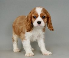 Mooie Cavalier King Charles Spaniel puppy's voor een goed huis