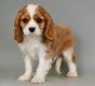 Mooie Cavalier King Charles Spaniel puppy's voor een goed huis - 1 - Thumbnail