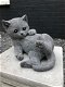 Beeld van een spelende kat / poes, gemaakt van steen, heel leuk - 3 - Thumbnail