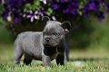 Prachtige Franse Bulldog Pups - 0 - Thumbnail