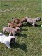 Prachtige Franse Bulldog Pups - 1 - Thumbnail