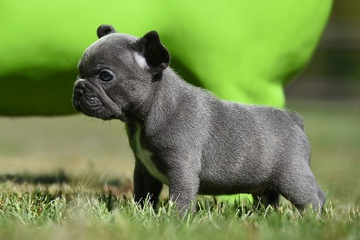 Prachtige Franse Bulldog Pups - 3