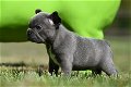 Prachtige Franse Bulldog Pups - 3 - Thumbnail
