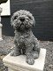 Beeld van een shihtzu, gaaf honden figuur, dierenbeeld, steen - 0 - Thumbnail