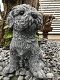 Beeld van een shihtzu, gaaf honden figuur, dierenbeeld, steen - 1 - Thumbnail