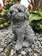 Beeld van een shihtzu, gaaf honden figuur, dierenbeeld, steen - 3 - Thumbnail