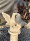 Duivenpaar, tuinbeeld, steen, duifbeeldjes / duivenbeelden voor binnen en buiten - 0 - Thumbnail