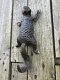 Een klimmende eekhoorn, gemaakt van gietijzer, wanddecoratie - 4 - Thumbnail