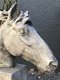Gedetailleerd paardenhoofd gemaakt van polyresin - 1 - Thumbnail