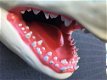 Grote haaienkop met opengesperde bek, bijzonder beeld - 1 - Thumbnail