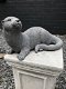 Tuinbeeld otter, vijverdecoratie, dierenbeeld, steen - 5 - Thumbnail