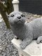 Tuinbeeld otter, vijverdecoratie, dierenbeeld, steen - 6 - Thumbnail