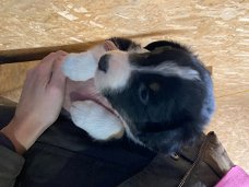 Geweldige Border Collie-puppy's voor herplaatsing